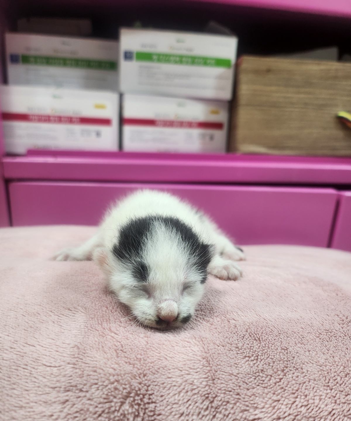 울산유기동물보호센터_431372202400539
